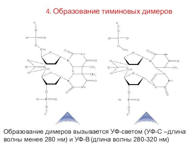 Образование димеров вызывается УФ-светом (УФ-С –длина волны менее 280 нм)