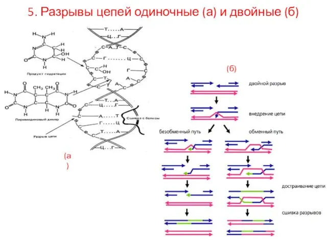 5. 5. Разрывы цепей одиночные (а) и двойные (б) (а) (б)