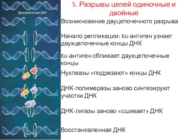 5. 5. Разрывы цепей одиночные и двойные Возникновение двуцепочечного разрыва