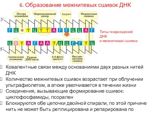 7. 6. Образование межнитевых сшивок ДНК Ковалентные связи между основаниями