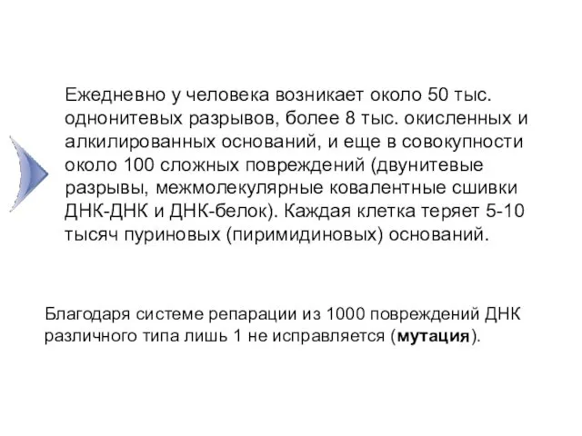 Ежедневно у человека возникает около 50 тыс. однонитевых разрывов, более