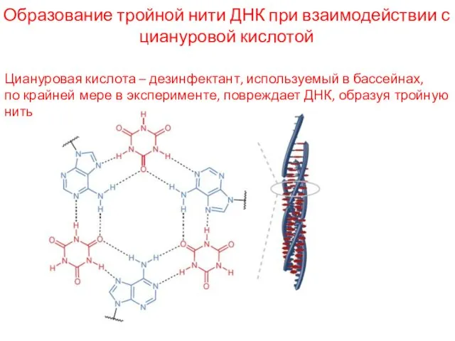 Образование тройной нити ДНК при взаимодействии с циануровой кислотой Циануровая