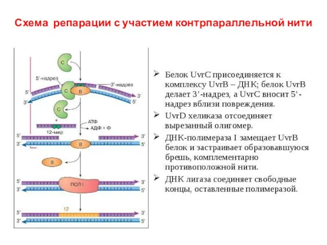 Схема репарации с участием контрпараллельной нити