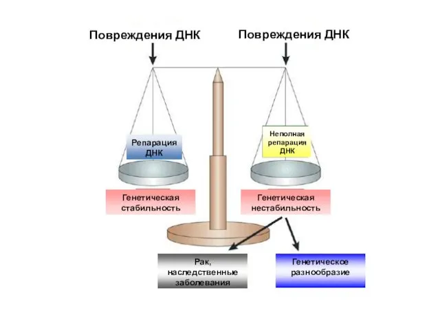 Повреждения ДНК Повреждения ДНК Репарация ДНК Генетическая стабильность Неполная репарация