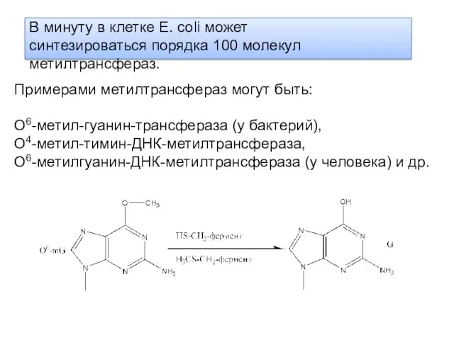 В минуту в клетке Е. coli может синтезироваться порядка 100