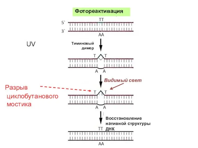 Видимый свет Разрыв циклобутанового мостика Восстановление нативной структуры ДНК UV