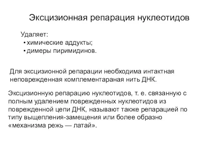 Эксцизионная репарация нуклеотидов Удаляет: химические аддукты; димеры пиримидинов. Для эксцизионной