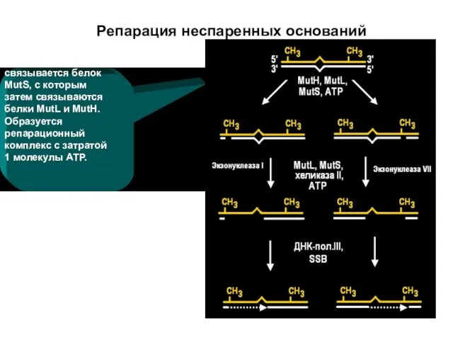 Репарация неспаренных оснований связывается белок MutS, с которым затем связываются