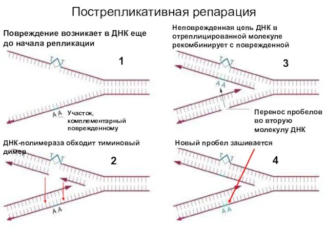 Пострепликативная репарация Повреждение возникает в ДНК еще до начала репликации