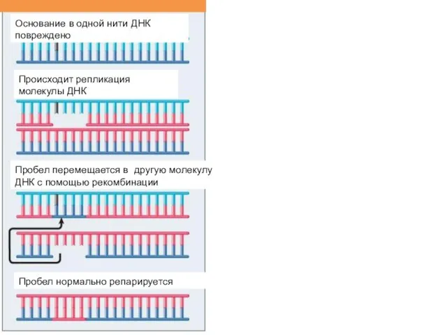 Основание в одной нити ДНК повреждено Происходит репликация молекулы ДНК