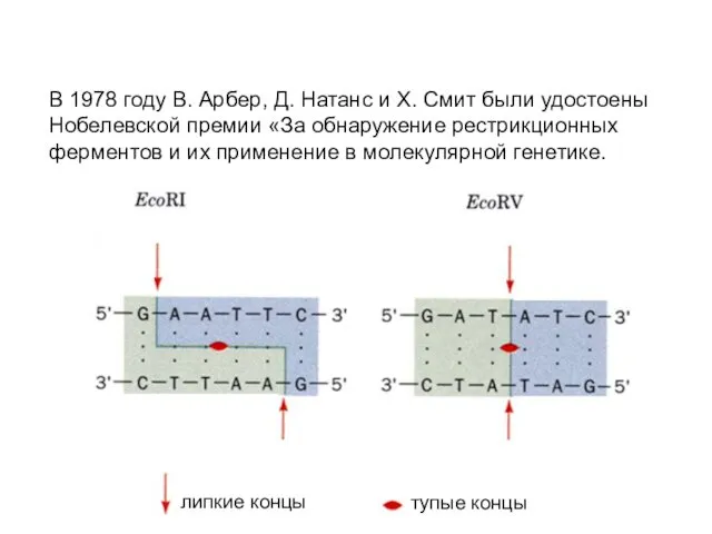 В 1978 году В. Арбер, Д. Натанс и Х. Смит