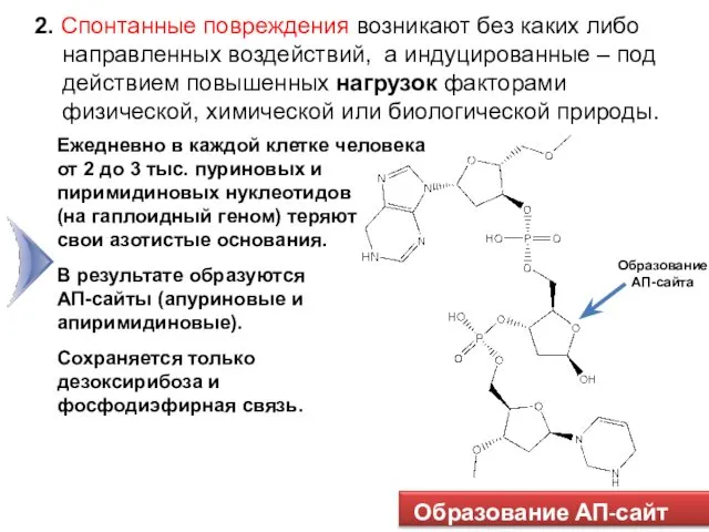 Образование АП-сайта Образование АП-сайт ов 2. Спонтанные повреждения возникают без