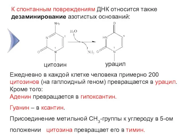 К спонтанным повреждениям ДНК относится также дезаминирование азотистых оснований: цитозин