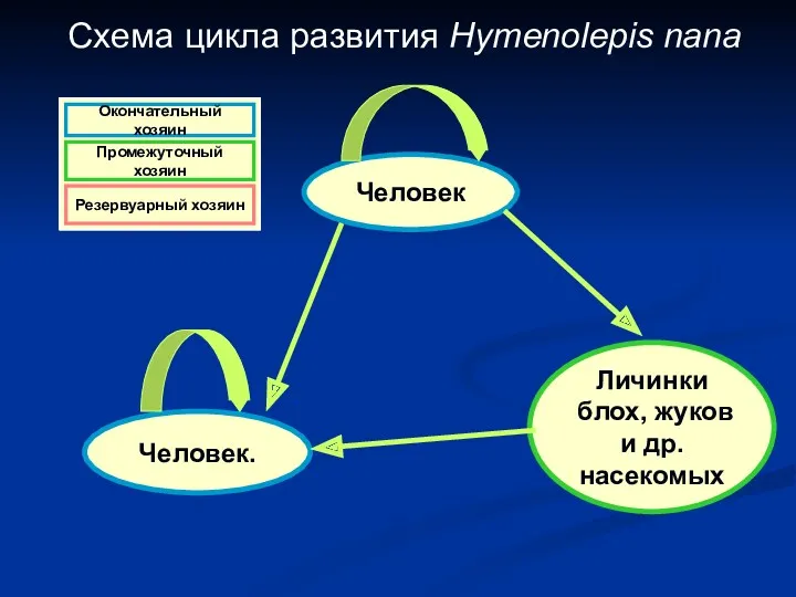 Схема цикла развития Hymenolepis nana Человек Личинки блох, жуков и др. насекомых Человек.