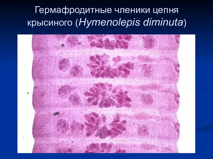 Гермафродитные членики цепня крысиного (Hymenolepis diminuta)