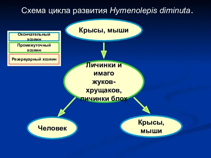 Схема цикла развития Hymenolepis diminuta. Крысы, мыши Личинки и имаго жуков-хрущаков, личинки блох Крысы, мыши Человек