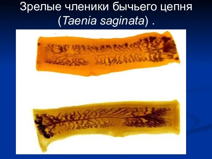 Зрелые членики бычьего цепня (Taenia saginata) .