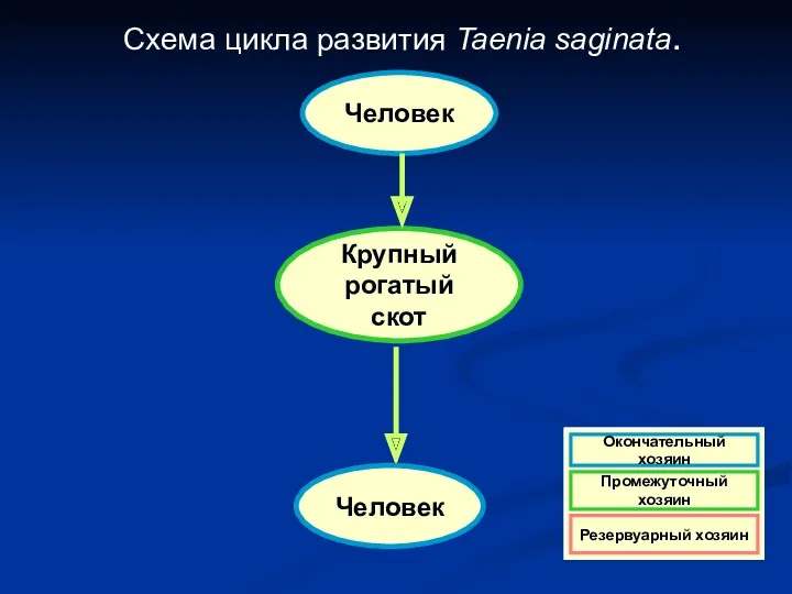 Схема цикла развития Taenia saginata. Человек Крупный рогатый скот Человек