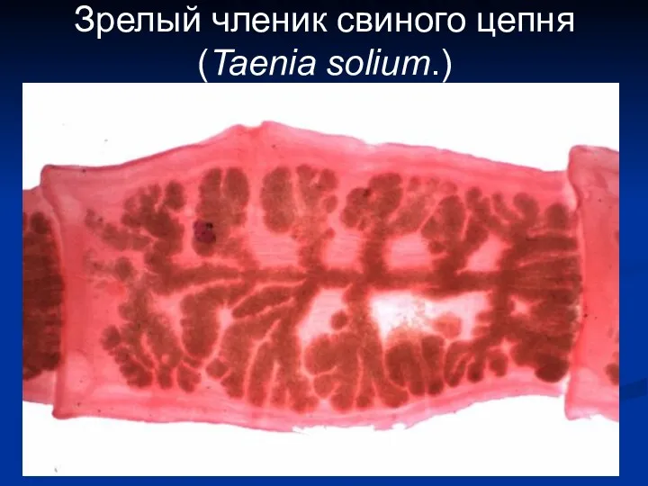 Зрелый членик свиного цепня (Taenia solium.)