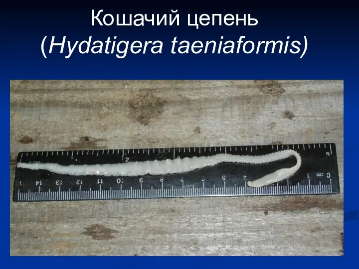 Кошачий цепень (Hydatigera taeniaformis)