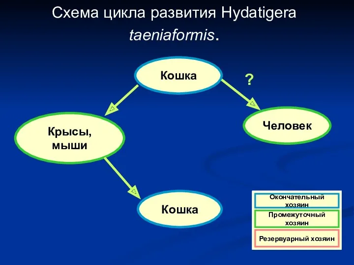 Схема цикла развития Hydatigera taeniaformis. Кошка Крысы, мыши Кошка Человек ?