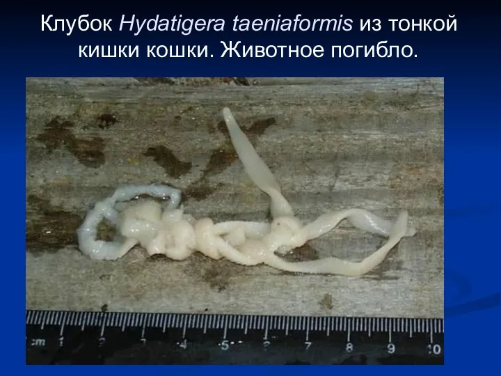 Клубок Hydatigera taeniaformis из тонкой кишки кошки. Животное погибло.