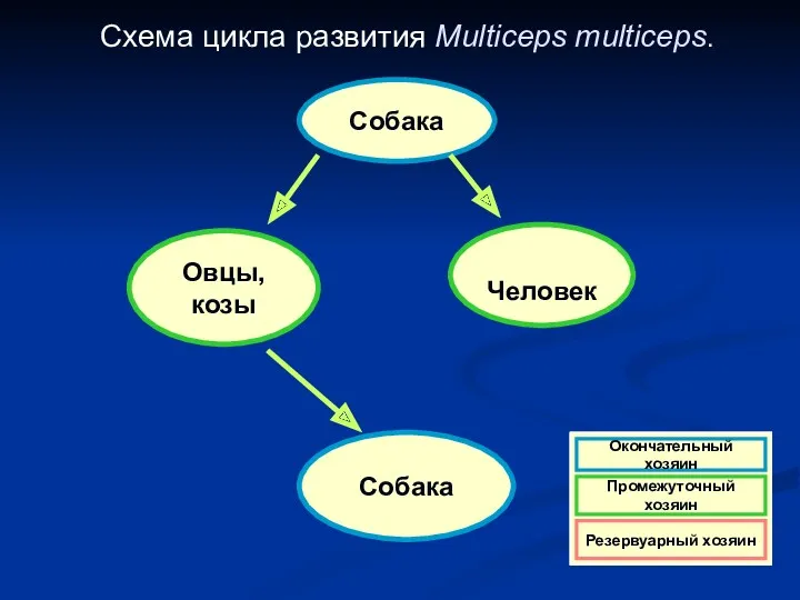 Схема цикла развития Multiceps multiceps. Собака Овцы, козы Собака Человек