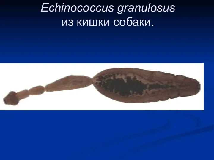 Echinococcus granulosus из кишки собаки.