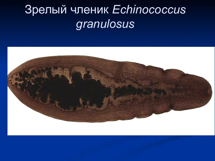 Зрелый членик Echinococcus granulosus