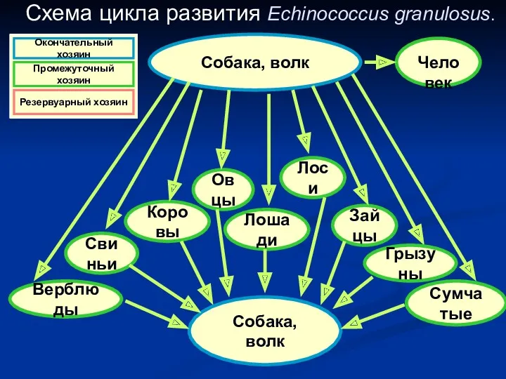 Схема цикла развития Echinococcus granulosus. . Собака, волк Сумчатые Собака,
