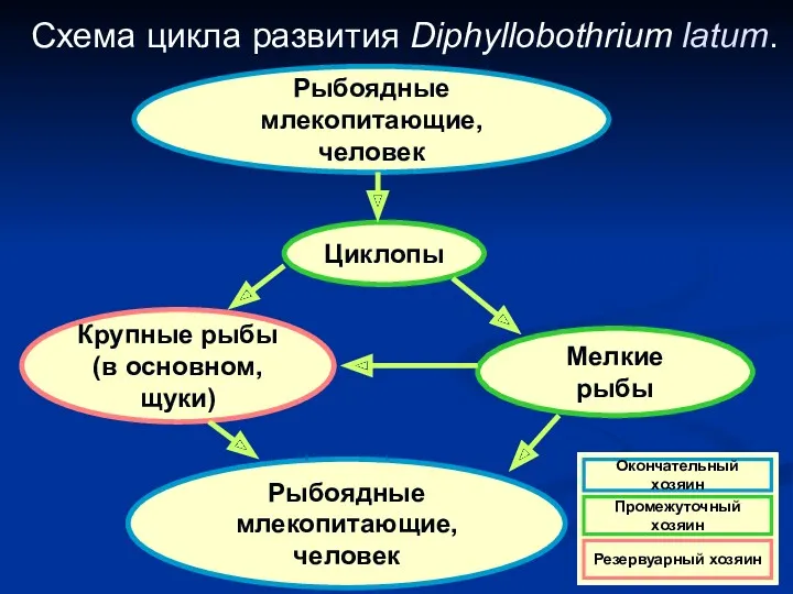 Схема цикла развития Diphyllobothrium latum. Рыбоядные млекопитающие, человек Рыбоядные млекопитающие,