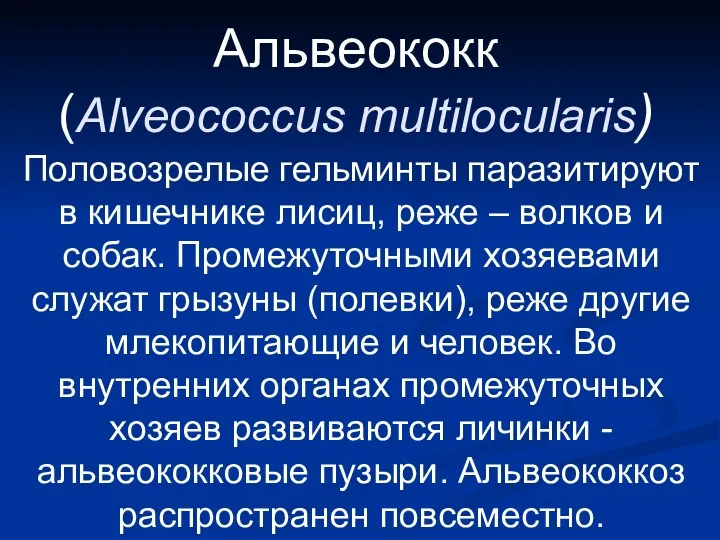 Альвеококк (Alveococcus multilocularis) Половозрелые гельминты паразитируют в кишечнике лисиц, реже