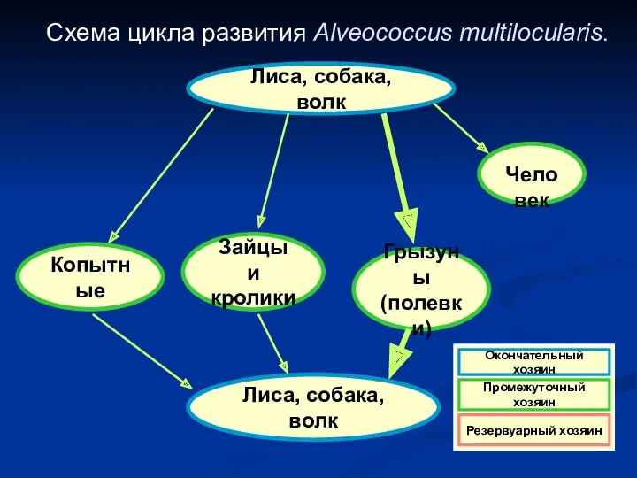 Схема цикла развития Alveococcus multilocularis. Лиса, собака, волк Лиса, собака,