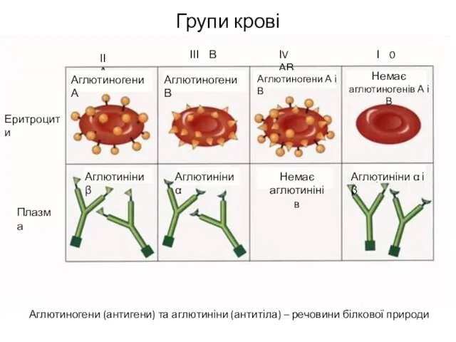 Групи крові Аглютиногени (антигени) та аглютиніни (антитіла) – речовини білкової
