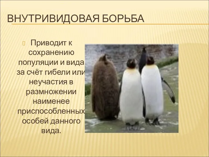 ВНУТРИВИДОВАЯ БОРЬБА Приводит к сохранению популяции и вида за счёт