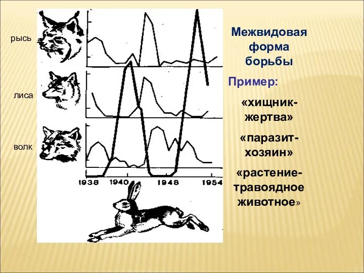 рысь лиса волк Межвидовая форма борьбы Пример: «хищник-жертва» «паразит-хозяин» «растение-травоядное животное»