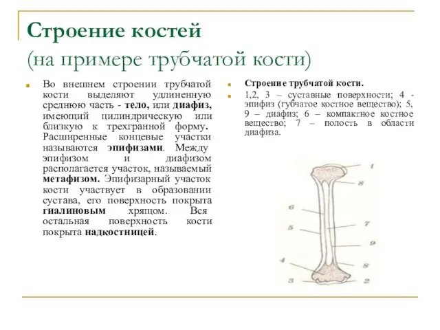 Строение костей (на примере трубчатой кости) Во внешнем строении трубчатой
