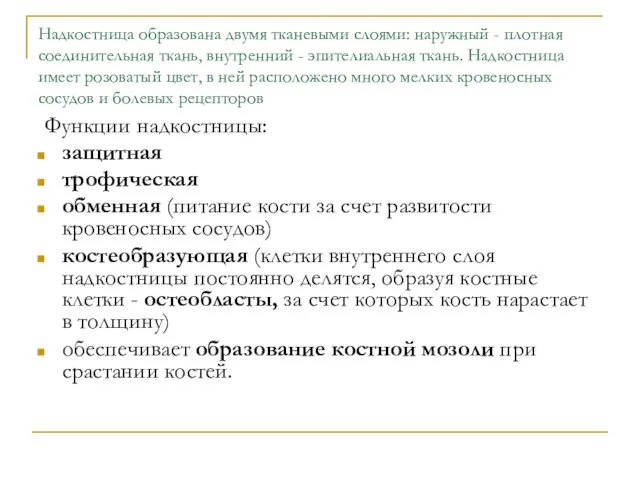 Надкостница образована двумя тканевыми слоями: наружный - плотная соединительная ткань,