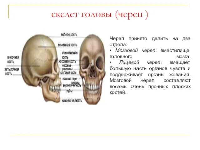 скелет головы (череп ) Череп принято делить на два отдела: