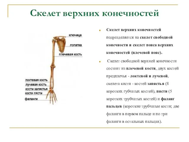 Скелет верхних конечностей Скелет верхних конечностей подразделяется на скелет свободной