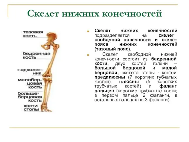 Скелет нижних конечностей Скелет нижних конечностей подразделяется на скелет свободной