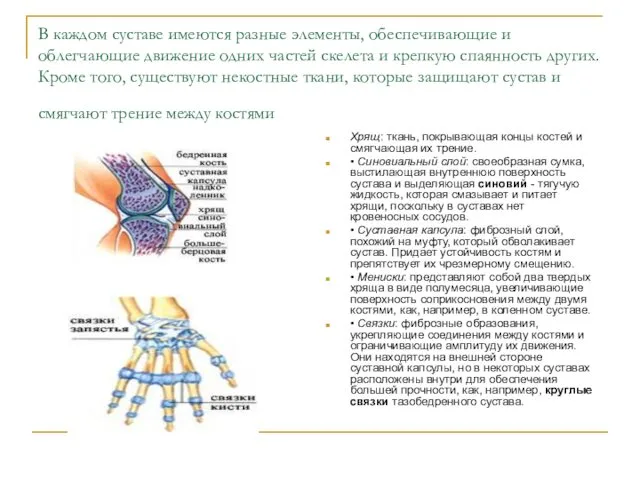 В каждом суставе имеются разные элементы, обеспечивающие и облегчающие движение