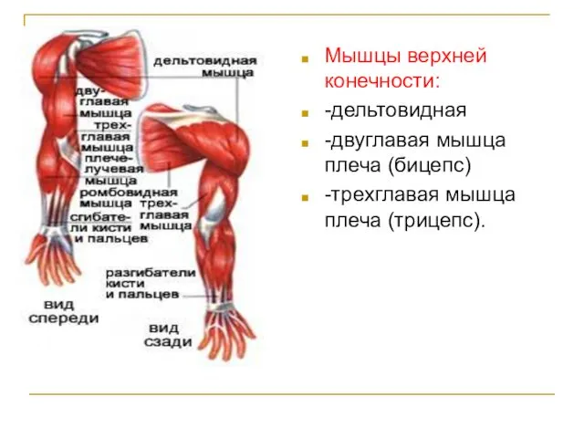 Мышцы верхней конечности: -дельтовидная -двуглавая мышца плеча (бицепс) -трехглавая мышца плеча (трицепс).