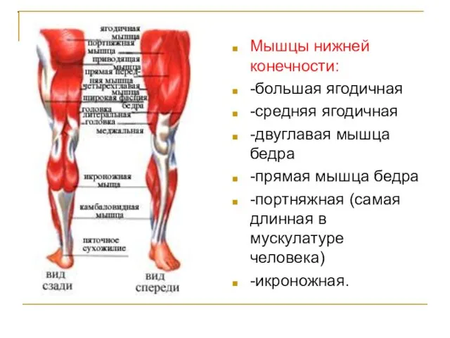 . Мышцы нижней конечности: -большая ягодичная -средняя ягодичная -двуглавая мышца