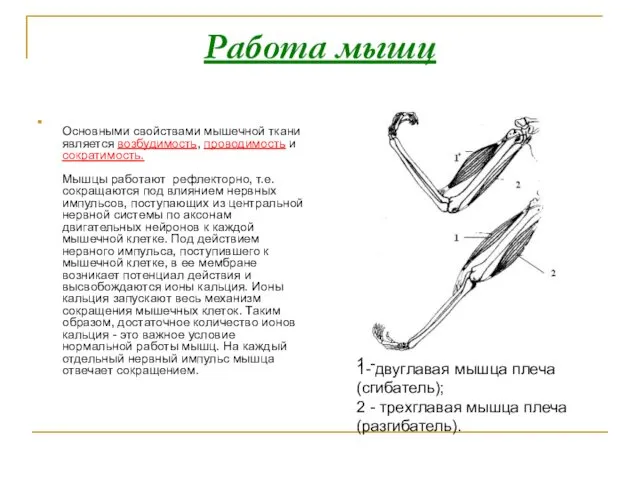 Работа мышц Основными свойствами мышечной ткани является возбудимость, проводимость и