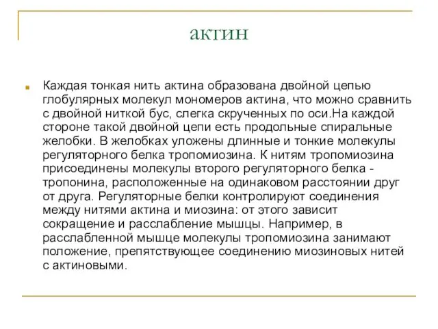 актин Каждая тонкая нить актина образована двойной цепью глобулярных молекул