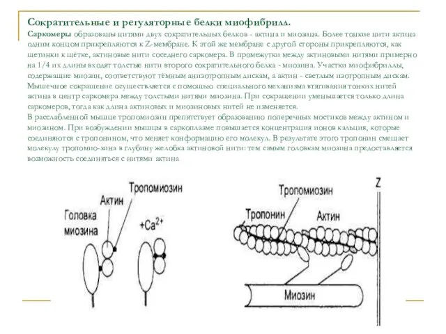 Сократительные и регуляторные белки миофибрилл. Саркомеры образованы нитями двух сократи­тельных