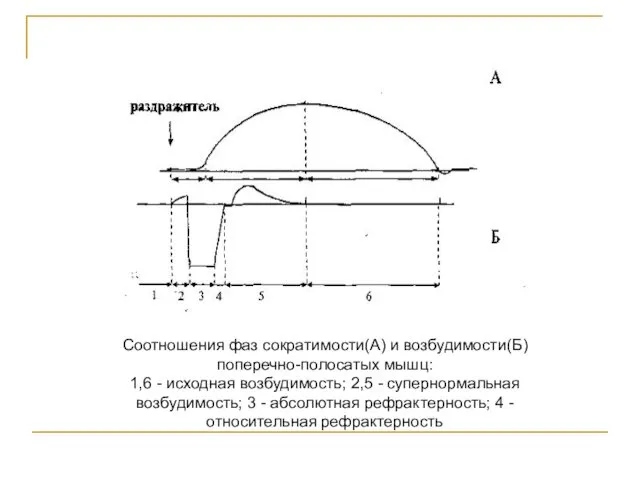 Соотношения фаз сократимости(А) и возбудимости(Б) поперечно-полосатых мышц: 1,6 - исходная