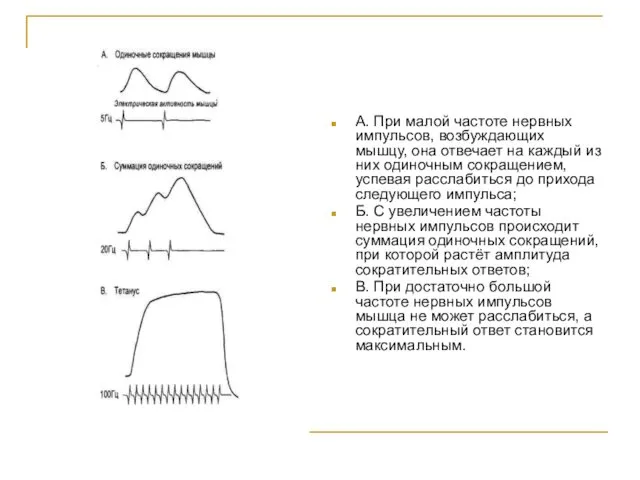 А. При малой частоте нервных импульсов, возбуждающих мышцу, она отвечает