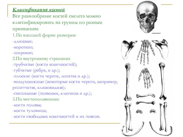 Классификация костей Все разнообразие костей скелета можно классифицировать на группы